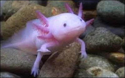 Quel est cet animal ?