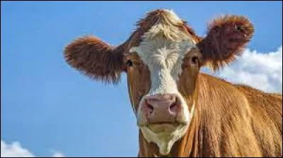 Quel est cet animal ?