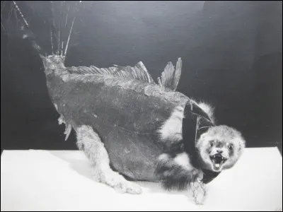 Qu'est-ce qu'un ''cœlacanthe'' ?