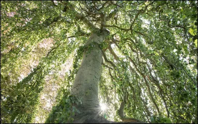 En quel bois est-elle faite ?