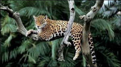 Regardez-moi ce beau jaguar, il est tout...