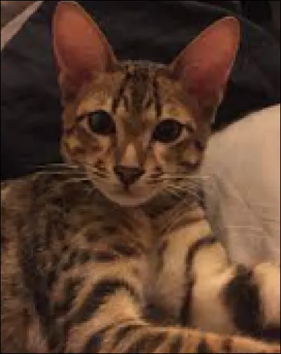 À qui appartient Nevada ?