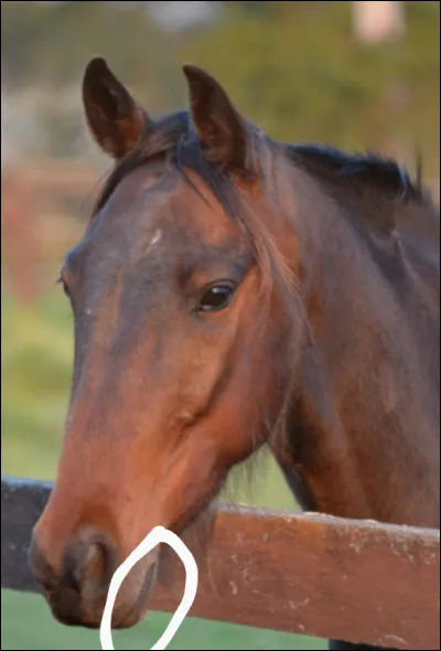 Comment s'appelle la partie entourée ?
