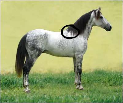 Comment s'appelle la partie entourée ?