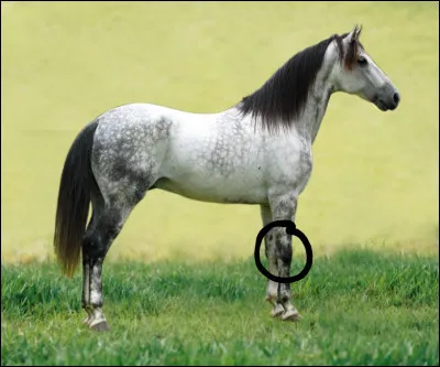 Comment s'appelle la partie entourée ?