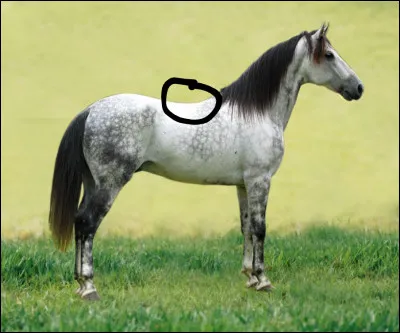 Comment s'appelle la partie entourée ?