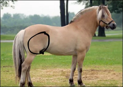 Comment s'appelle la partie entourée ?