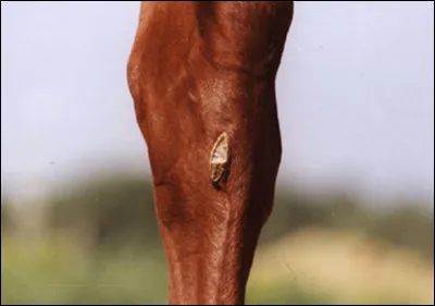 Comment ça s'appelle ?