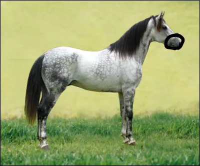 Comment s'appelle la partie entourée ?