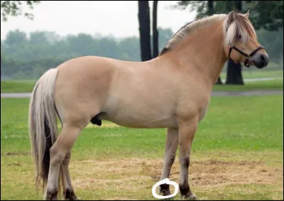 Comment s'appelle la partie entourée ?