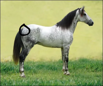 Comment s'appelle la partie entourée ?