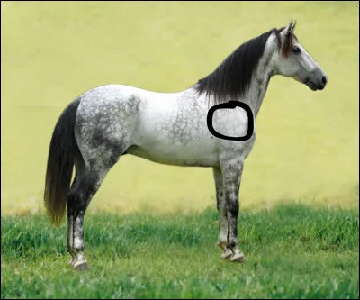 Comment s'appelle la partie entourée ?