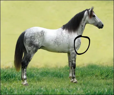 Comment s'appelle la partie entourée ?