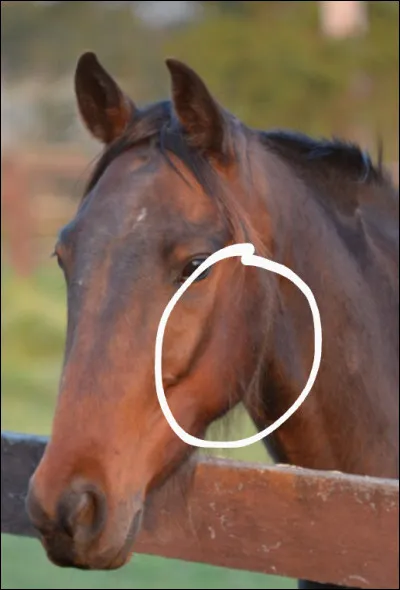 Comment s'appelle la partie entourée ?