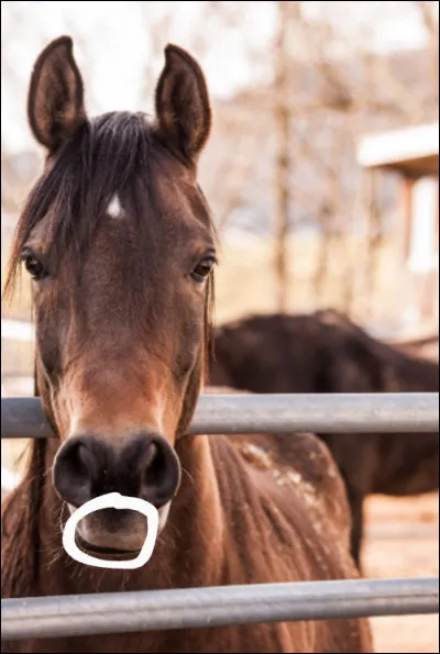 Comment s'appelle la partie entourée ?