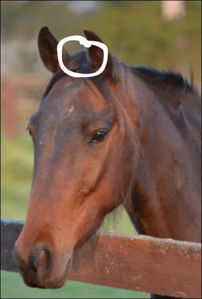 Comment s'appelle la partie entourée ?