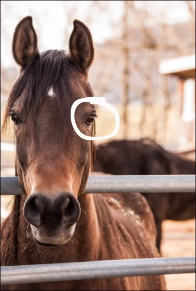 Comment s'appelle la partie entourée ?