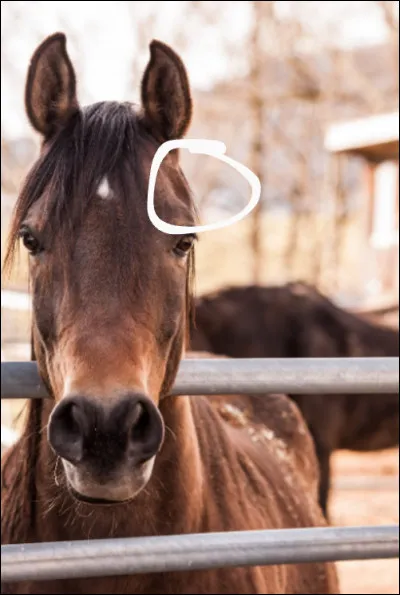 Comment s'appelle la partie entourée ?