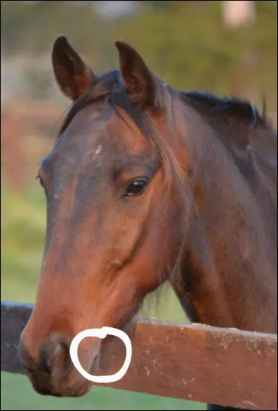 Comment s'appelle la partie entourée ?