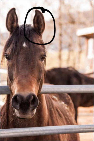 Comment s'appelle la partie entourée ?