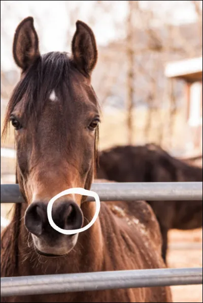Comment s'appelle la partie entourée ?