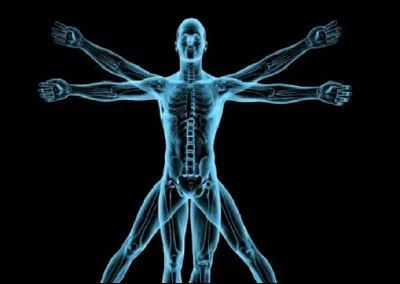 Quel organe du corps humain n'est normalement pas situé du côté gauche ?