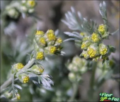 Pour faire une liqueur de genpi, on cueille la plante de genpi en haute montagne. Il faut du marc, du sucre et des brins, mais combien de brins de genpi pour une bouteille ?