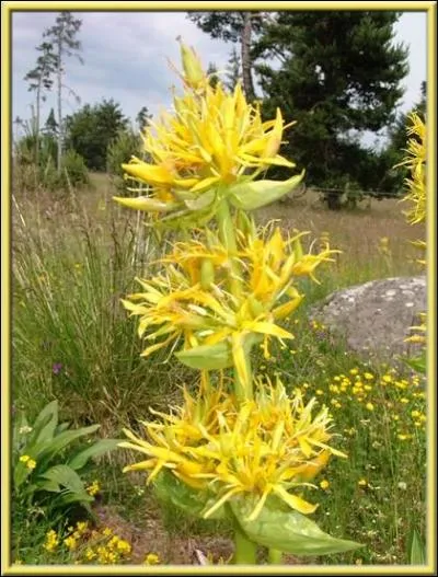 La Gentiane, fleur de montagne, est utilise dans la confection :
