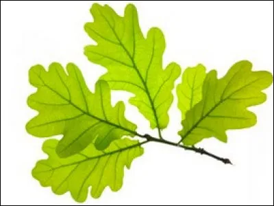De quel arbre est cette feuille ?