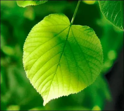 De quel arbre est cette feuille ?