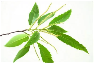 De quel arbre est cette feuille ?