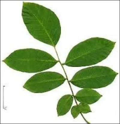 De quel arbre est cette feuille ?