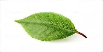 De quel arbre est cette feuille ?