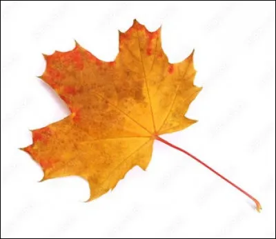 De quel arbre est cette feuille ?