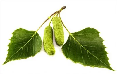 De quel arbre est cette feuille ?