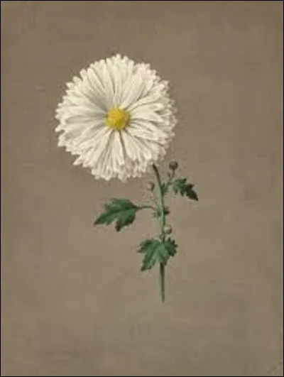 Datant de 1820, quelle artiste, surtout connue pour ses peintures représentant des plantes, a réalisé ce tableau nommé ''Chrysanthème'' ?