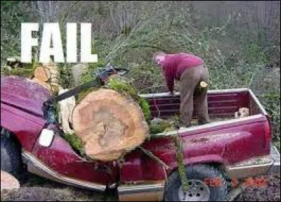 Esp&egrave;ce de sureau dont l'&eacute;corce, les baies et les fleurs furent utilis&eacute;es en m&eacute;decine !