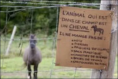 Elevage de b&ecirc;tes &agrave; cornes, tr&egrave;s pris&eacute;es des gastronomes !