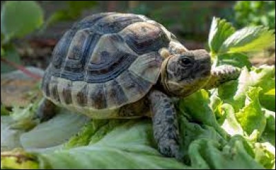 Comment dit-on la "tortue" en anglais ?