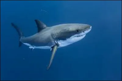 Comment dit-on le "requin" en anglais ?