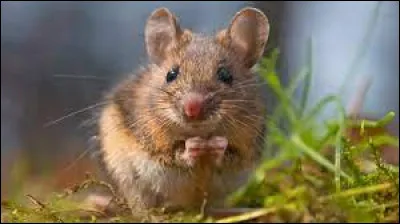 Comment dit-on la "souris" en anglais ?