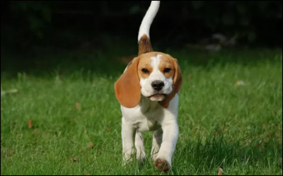 Quel est l'animal représenté sur cette image ?