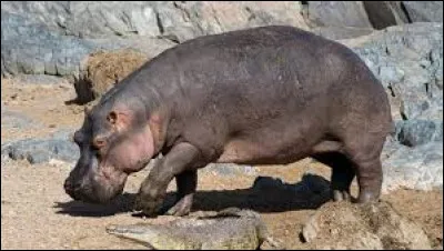 Comment dit-on "l'hippopotame" en anglais ?