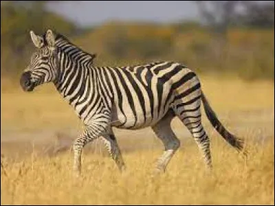 Comment dit-on le "zèbre" en anglais ?