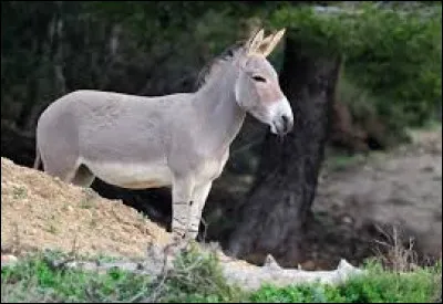 Comment dit-on "l'âne" en anglais ?