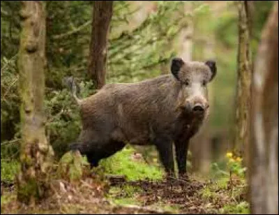 Comment dit-on le "sanglier" en anglais ?