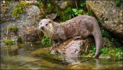 Comment dit-on la "loutre" en anglais ?