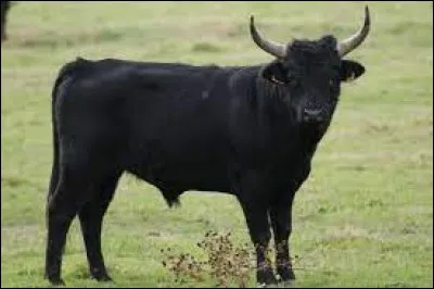 Comment dit-on le "taureau" en anglais ?