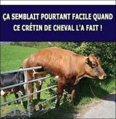 Langue étrangère : 
Comment écrit-on vache en italien ?