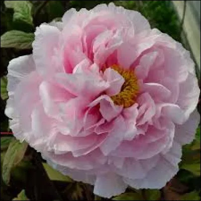 Le nom de cette fleur est pivoine.